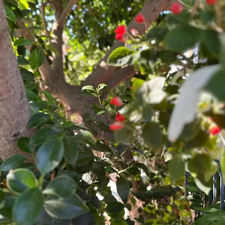 ゲストハウス Albi's 3*