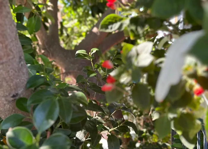 Guest house Albi's 3*