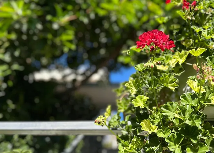 Albi's Guest house 3*